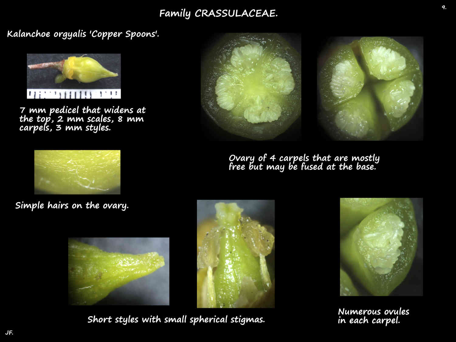 9 Kalanchoe orgyalis ovary, styles & stigmas