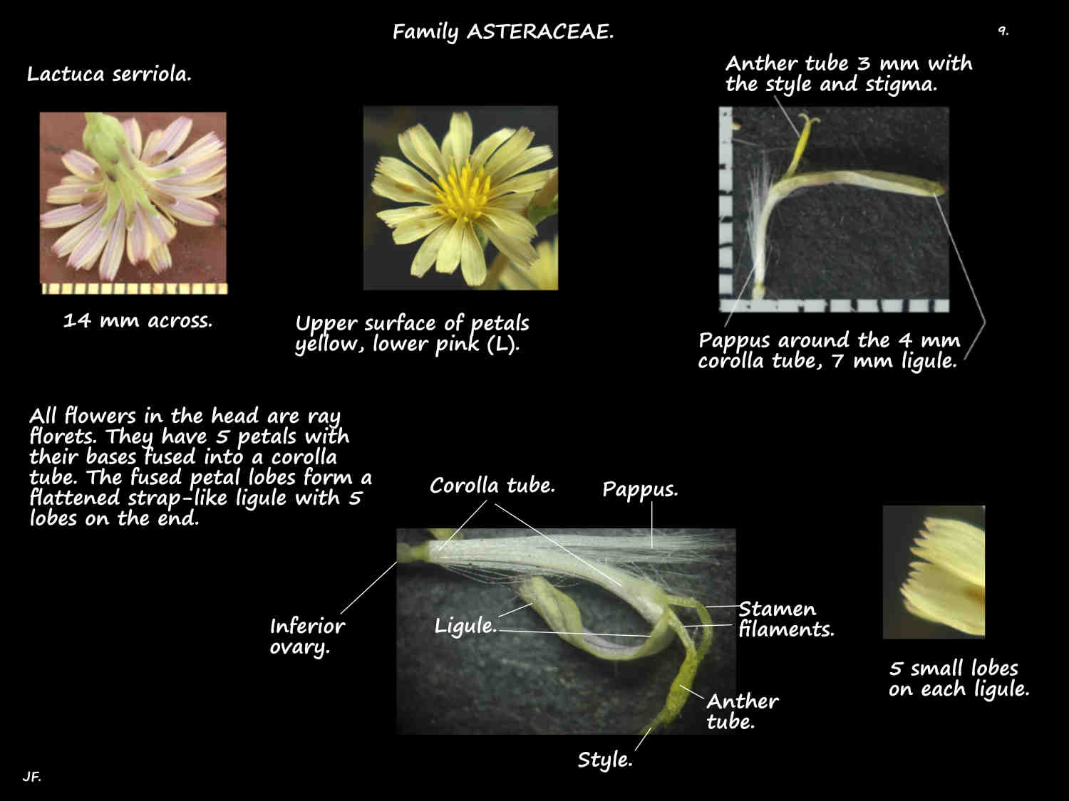 9 Lactuca serriola florets & the ligule