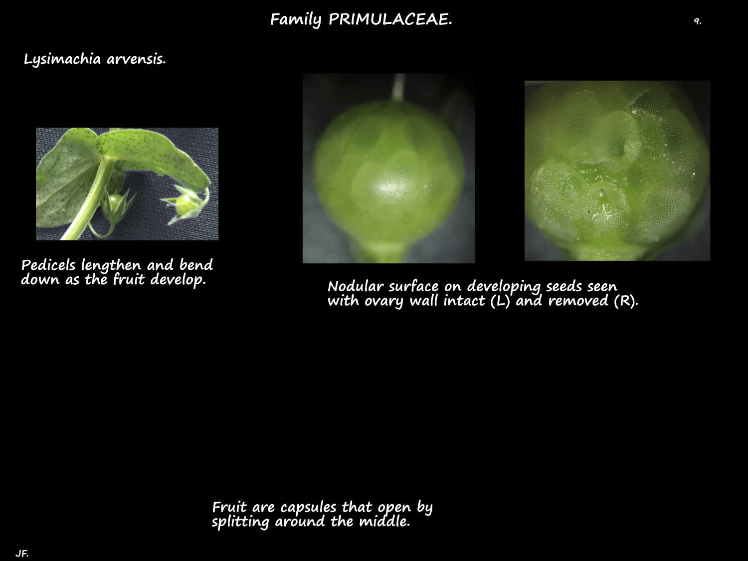 9 Lysimachia arvensis fruit