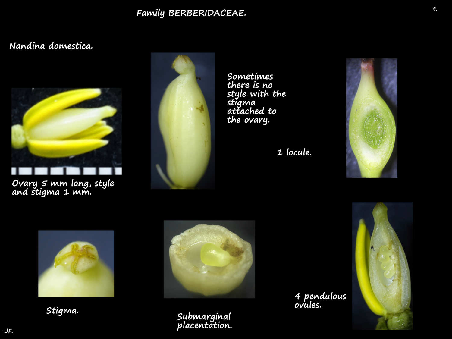 9 Ovules in Nandina ovaries