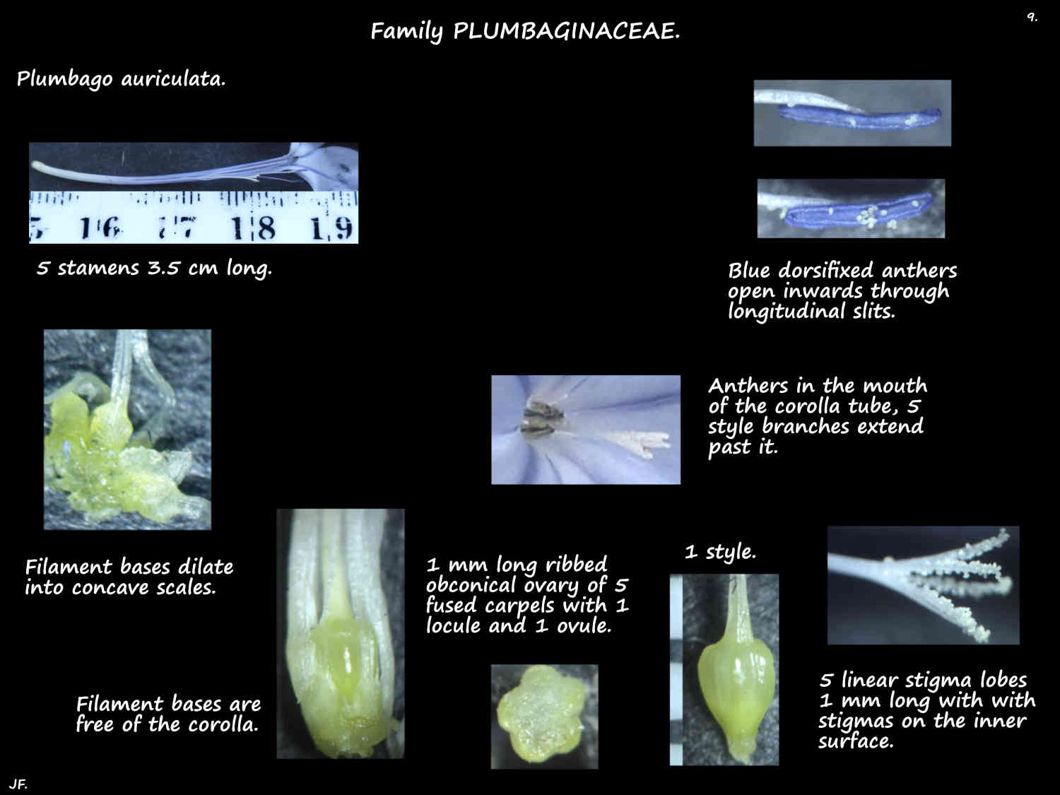 9 Plumbago stamens, ovary & stigmas