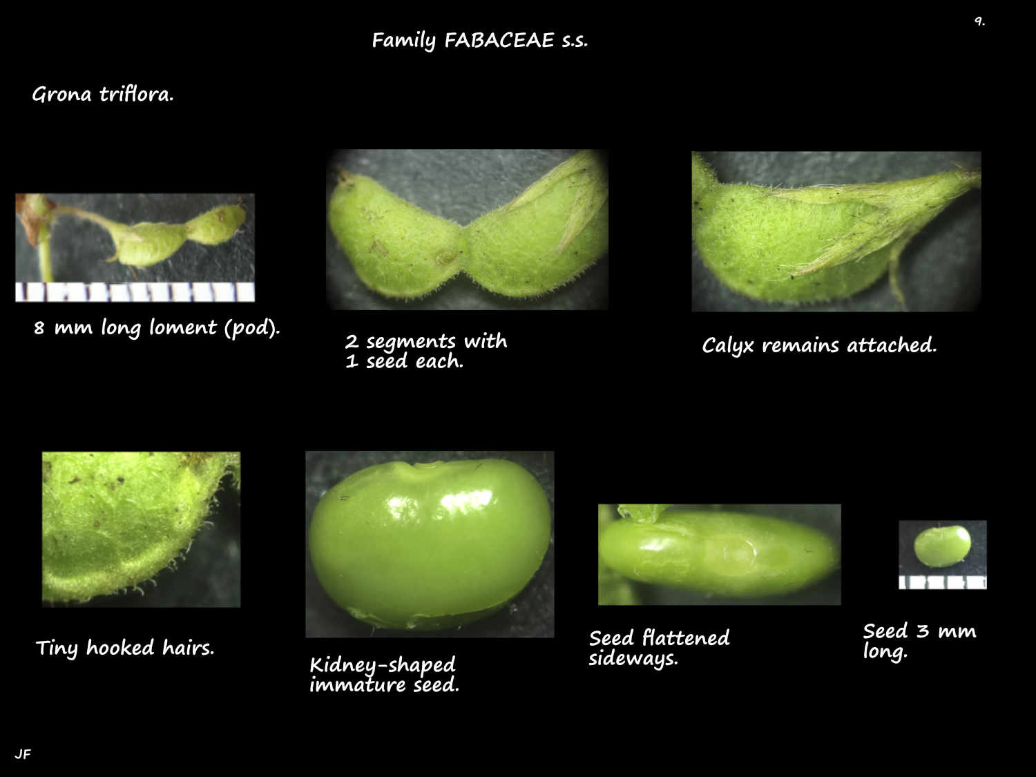 9 Seeds in a Grona triflora loment