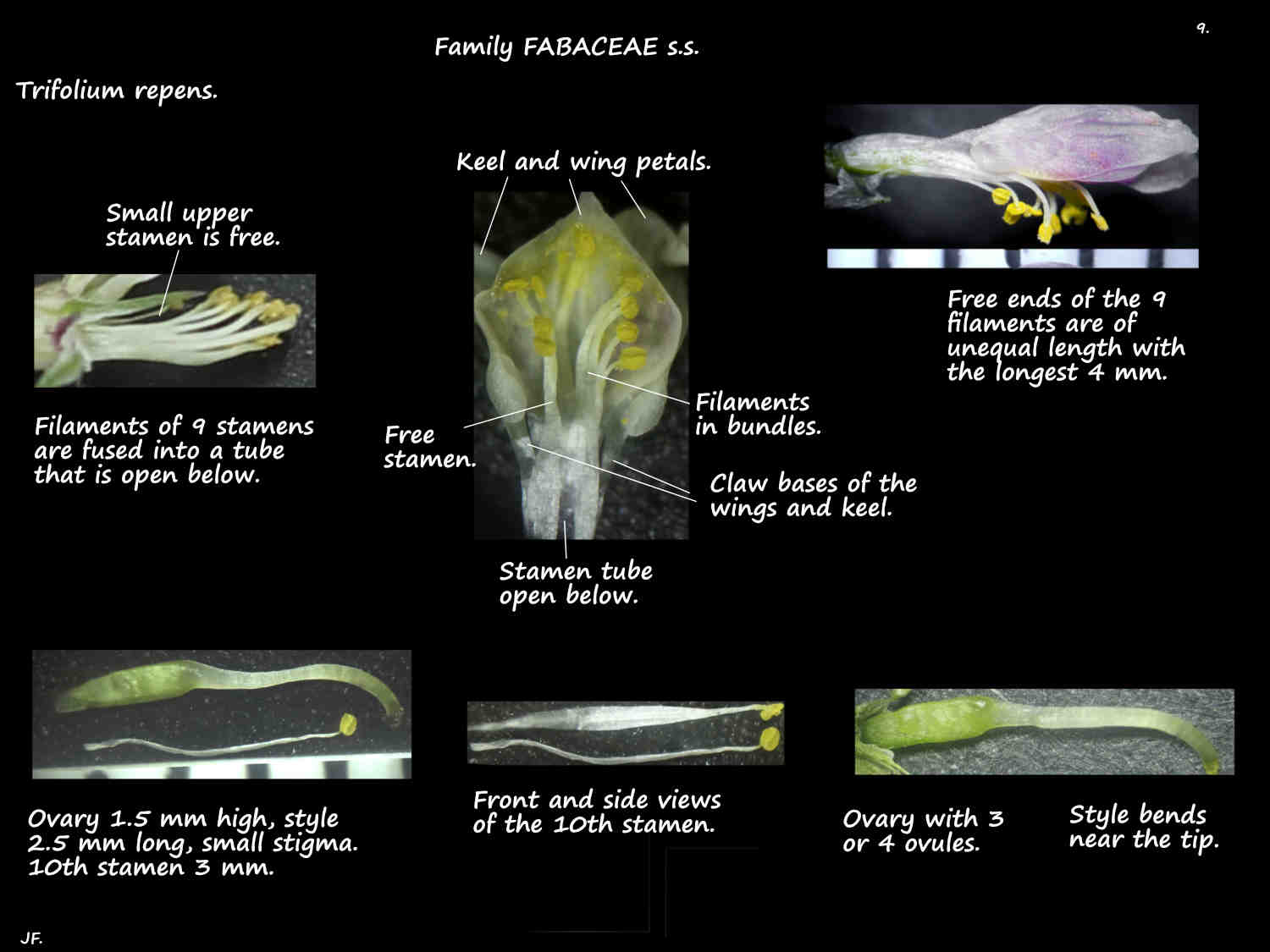 9 Trifolium repens stamens & ovary