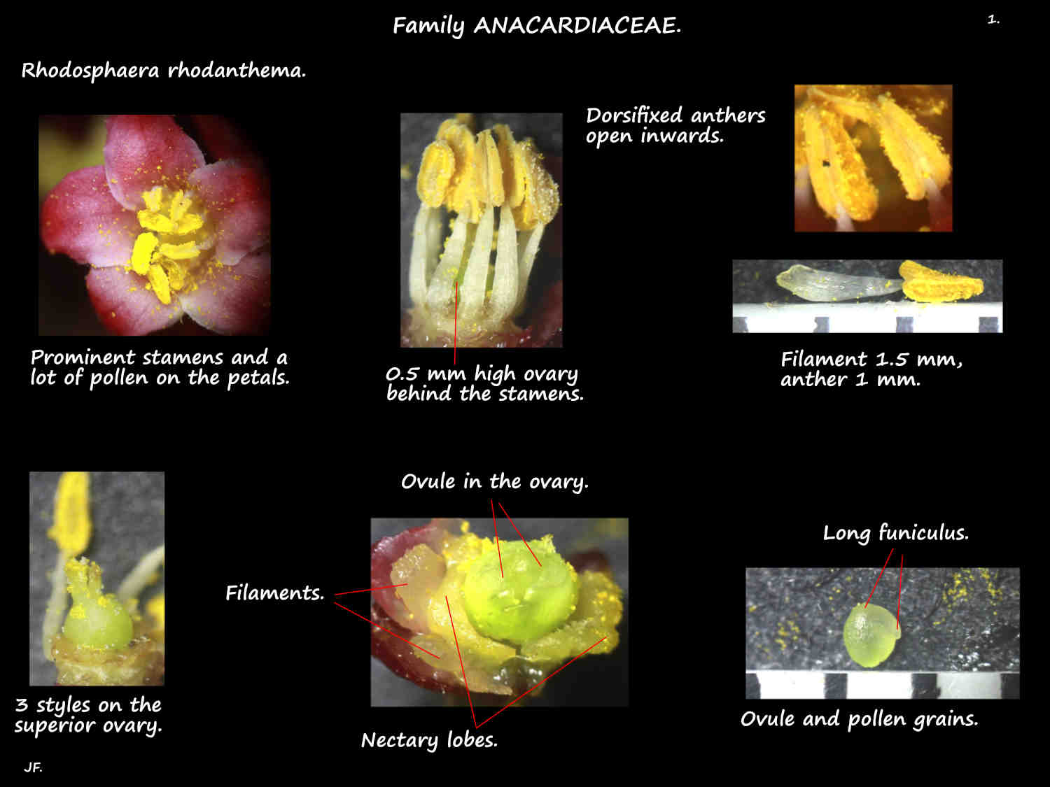 9 Unusual Rhodosphaera flowers