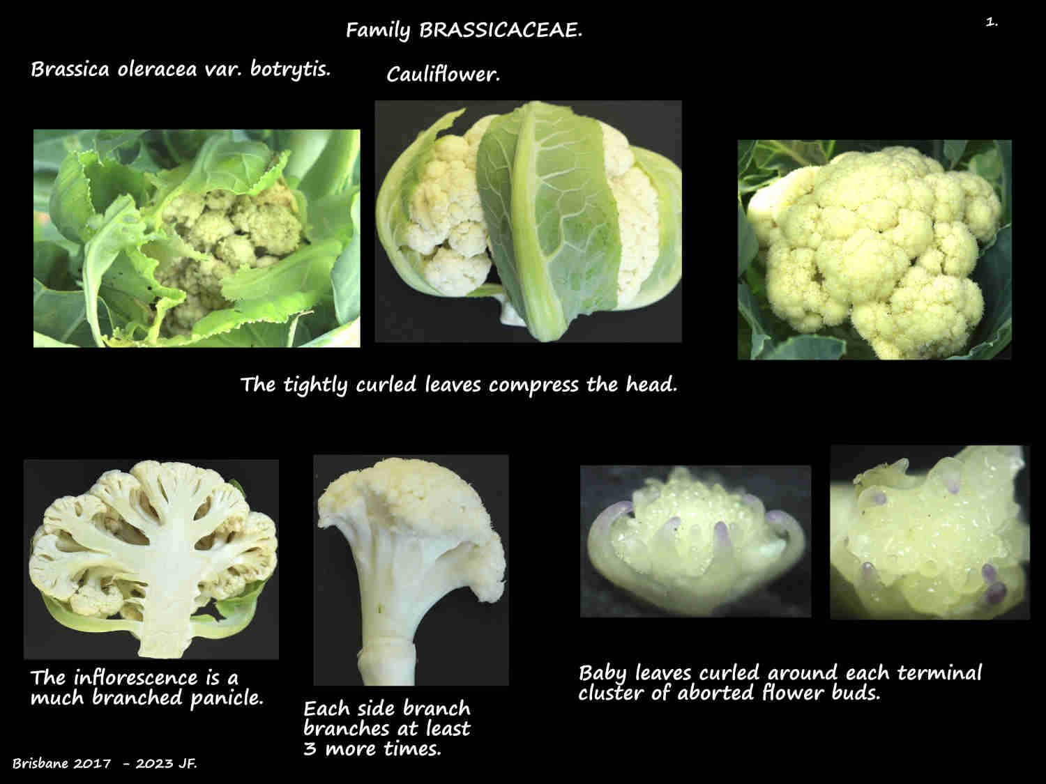 Cauliflowers