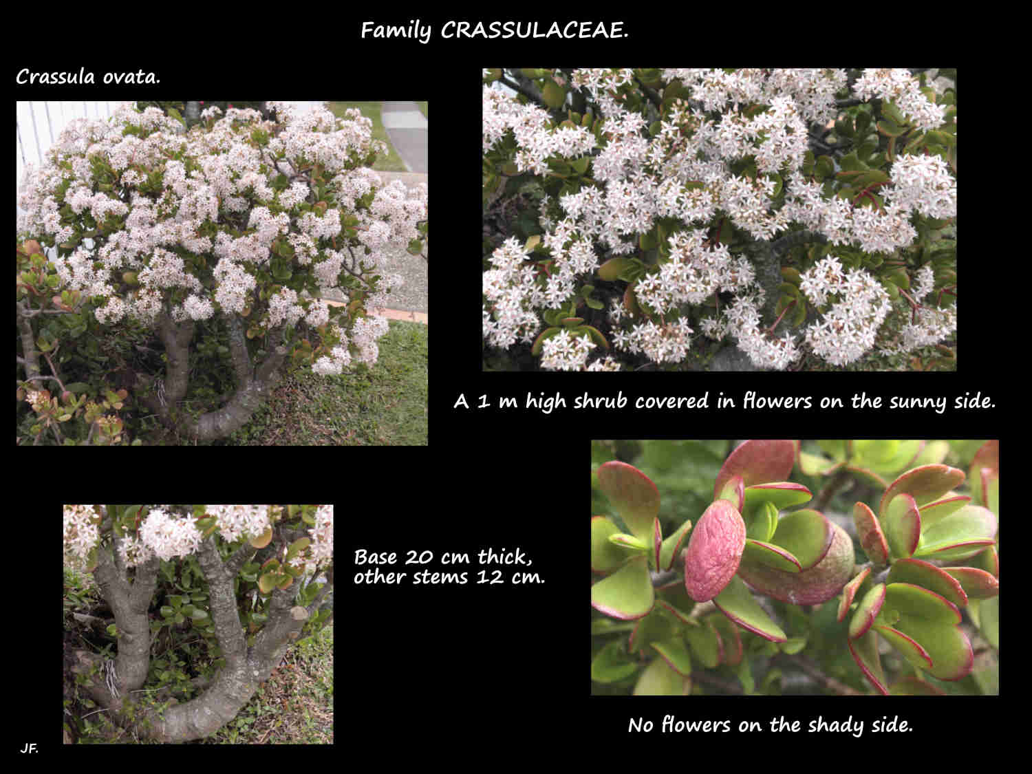 Crassula ovata shrub flowering