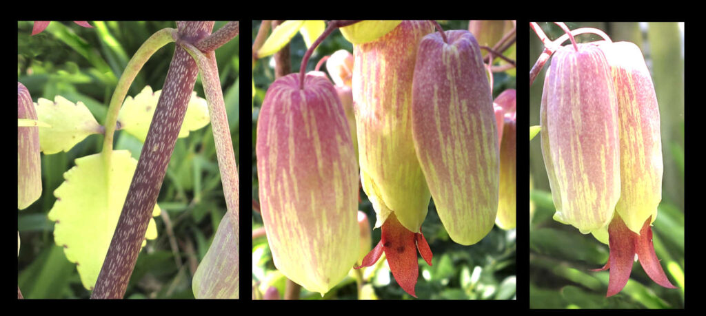 Bryophyllum pinnatum - Botany Brisbane