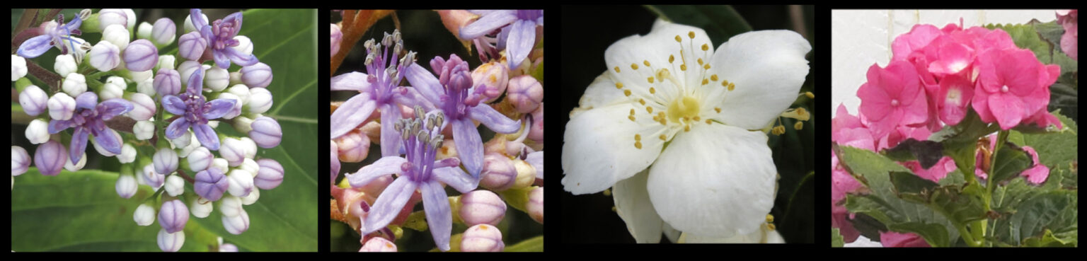 Hydrangeaceae - Botany Brisbane